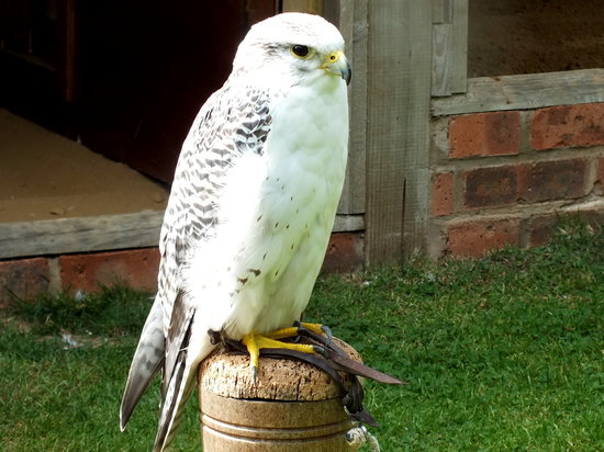 International Centre for Birds of Prey