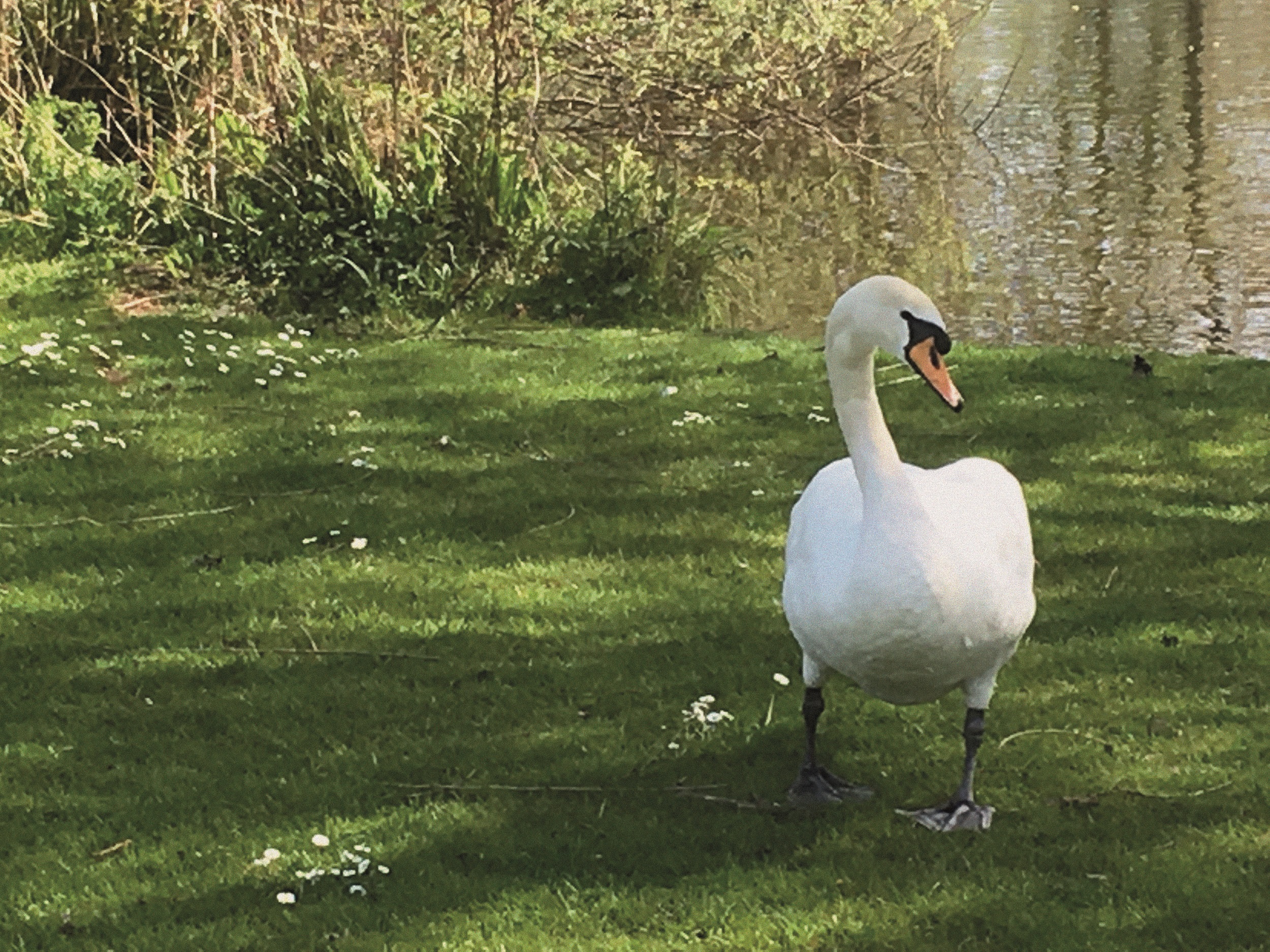 Swan