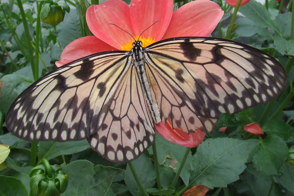 Wye Valley Butterfly Zoo