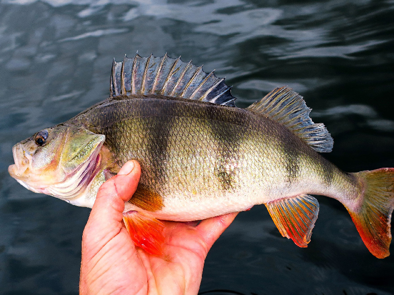 Fishing Lakes At Broadmeadow Touring Park