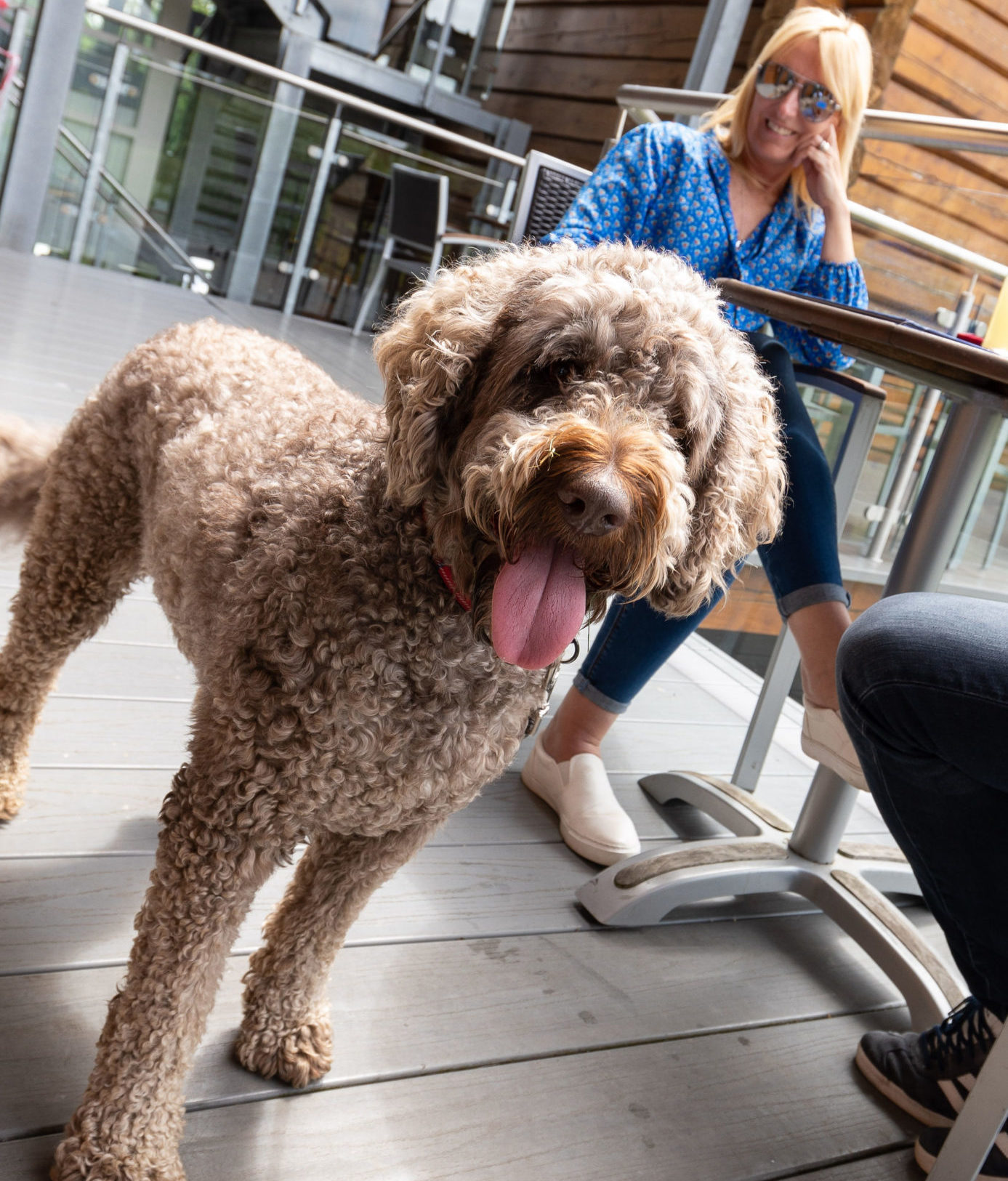 Dog friendly