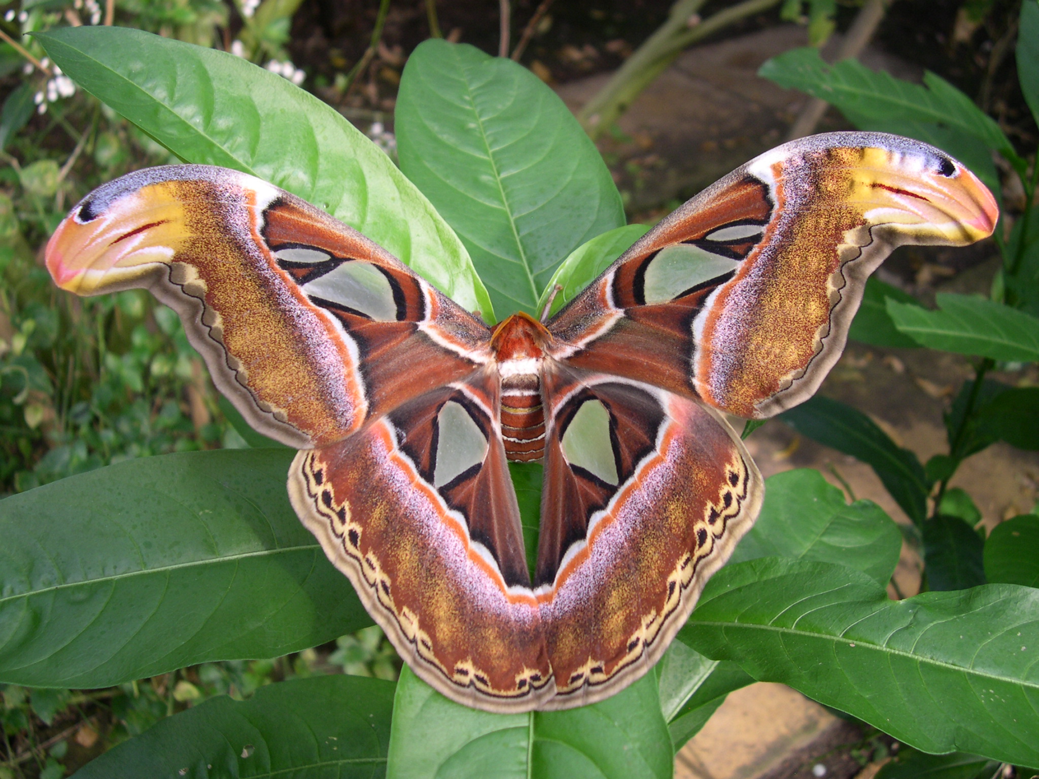 Stratford Butterfly Farm