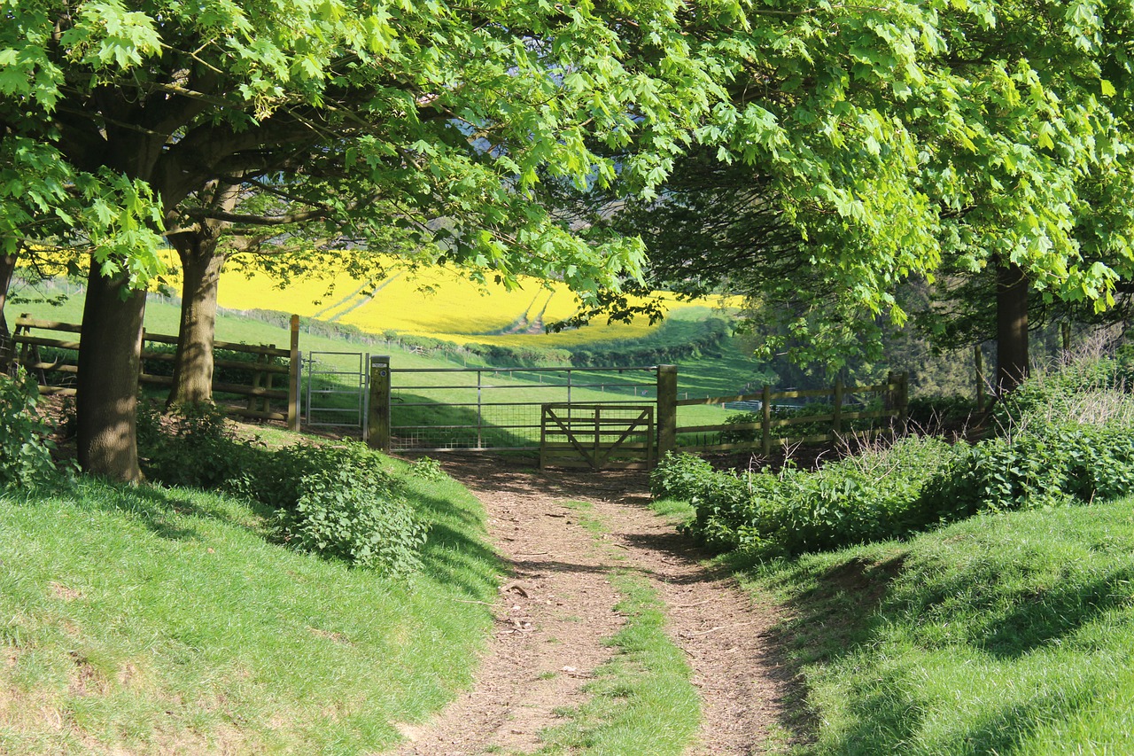fields