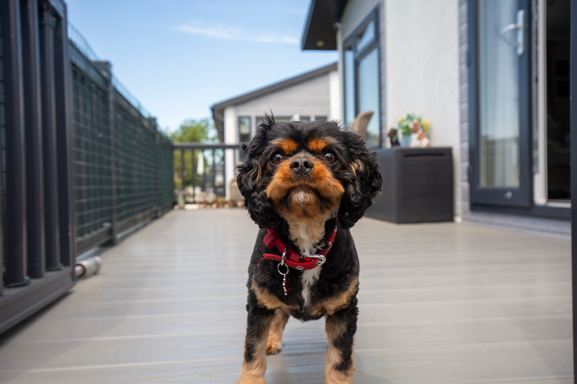 Dog-Friendly Holiday Home