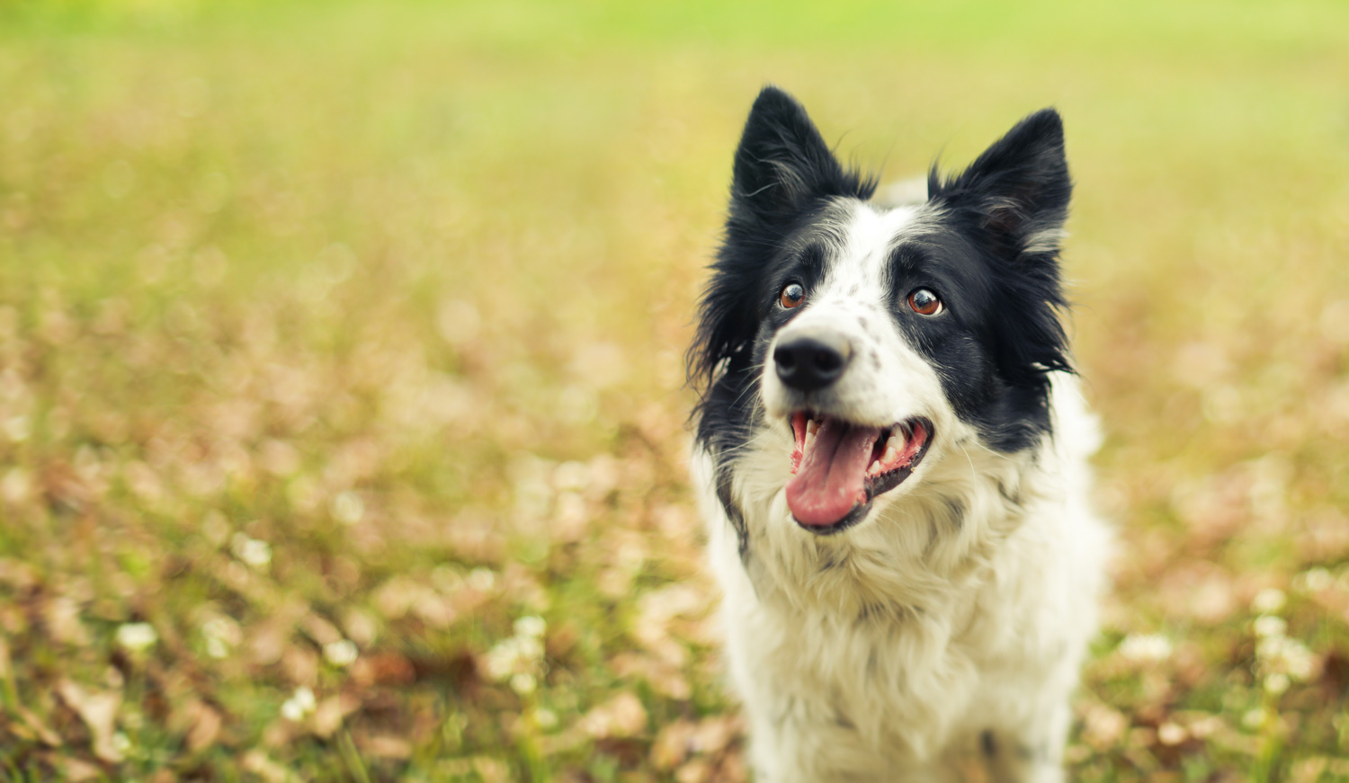 Border collie close up