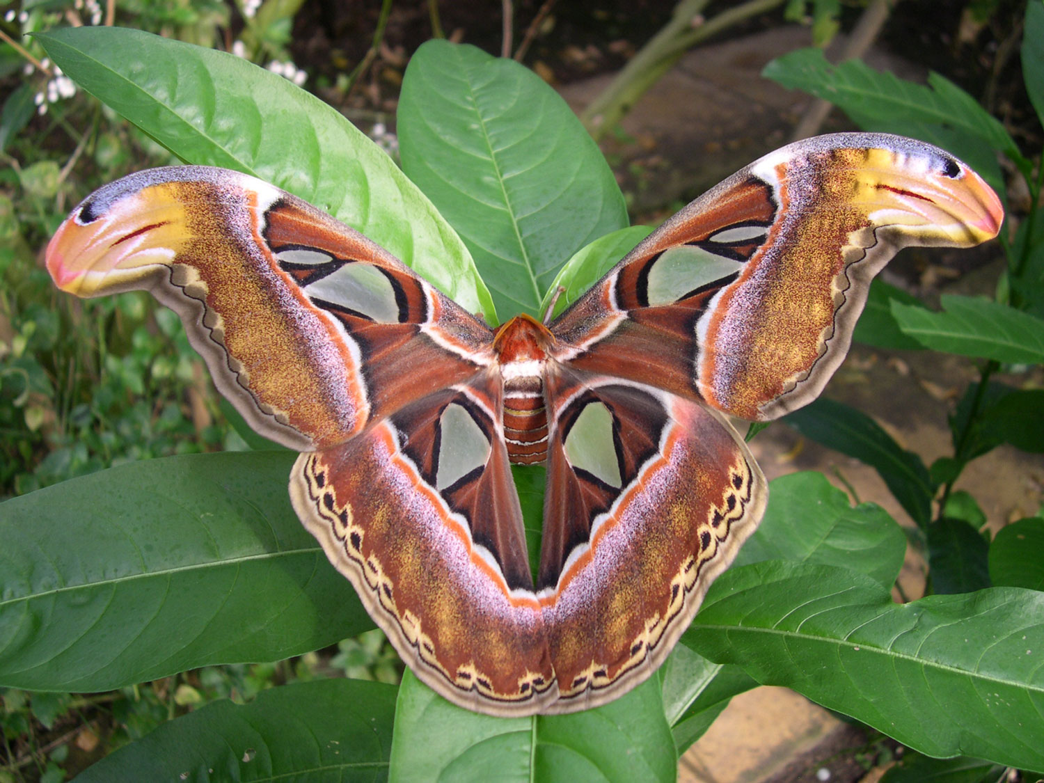 The Butterfly Museum in Stratford-upon-Avon
