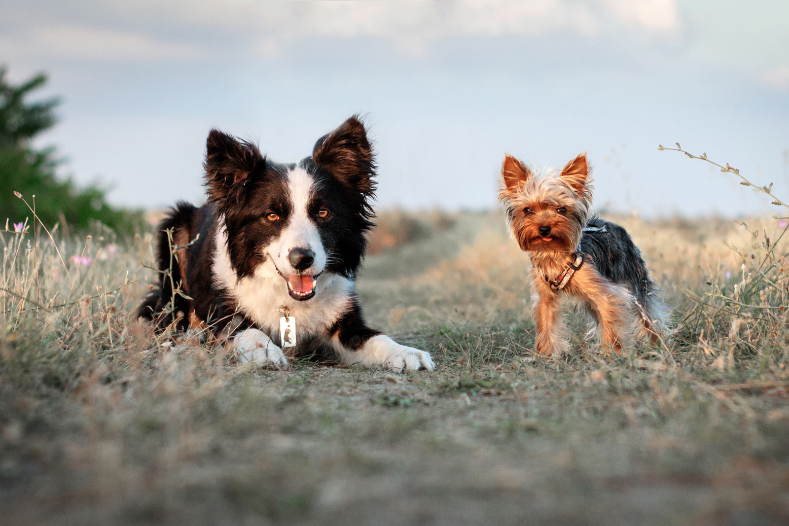 collie and terrier