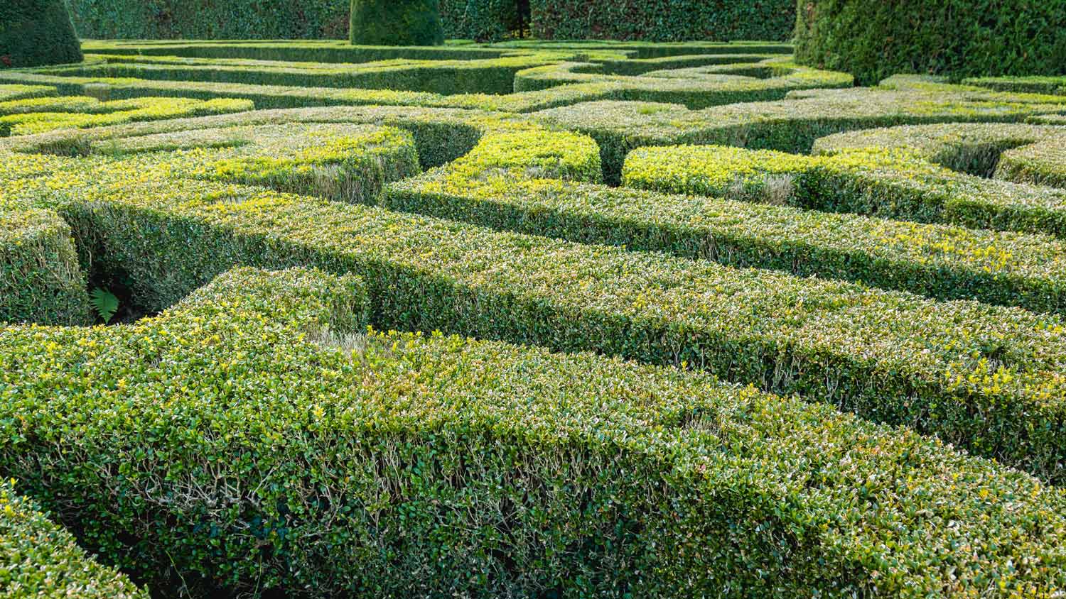 maze