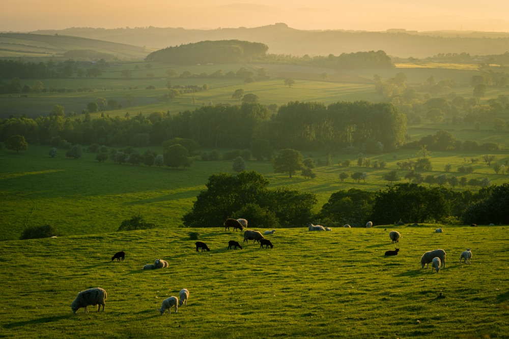 Countryside fields