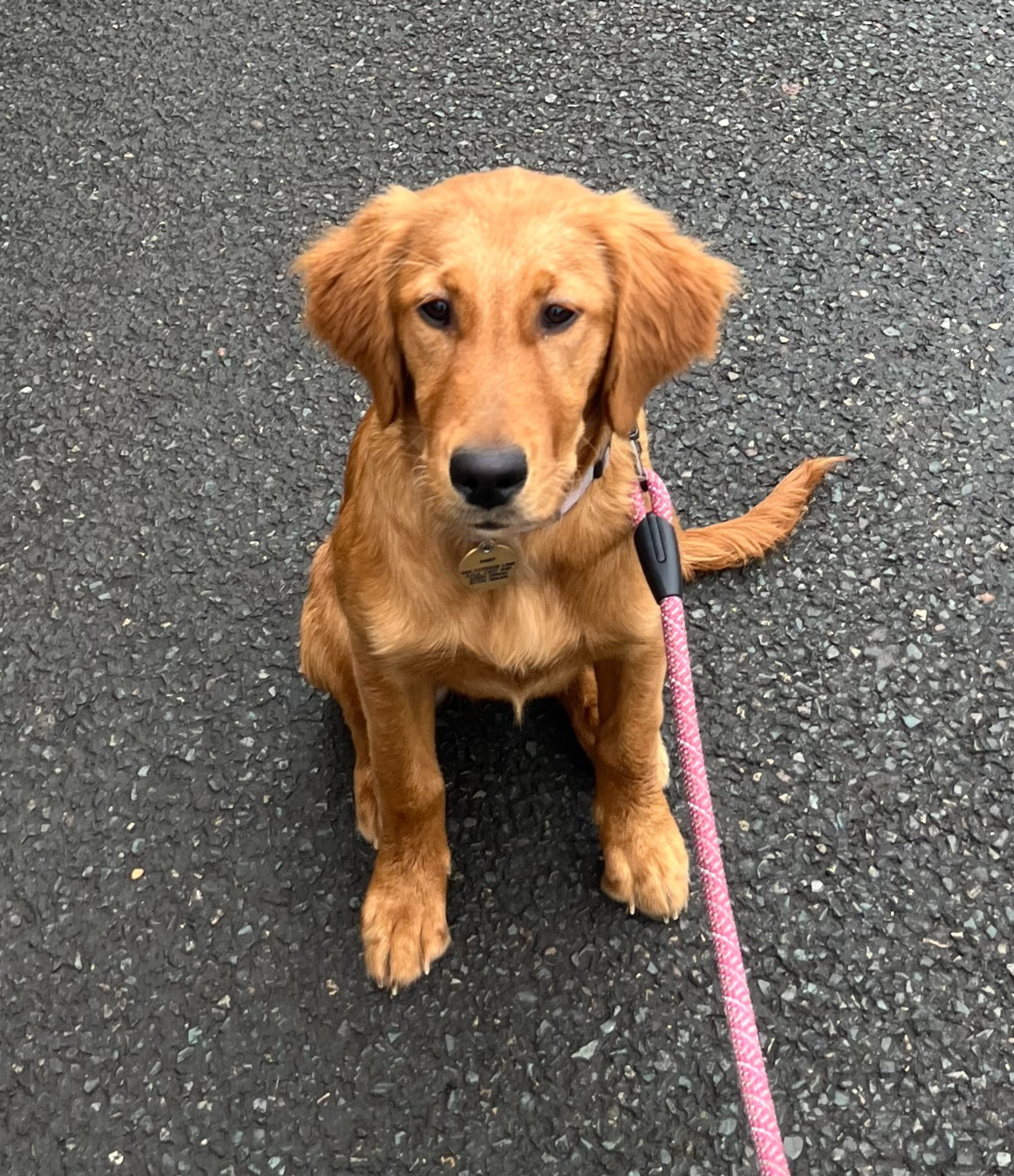 Daisy